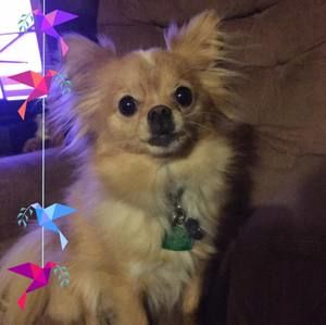 Meet your Posher, Beverly sams